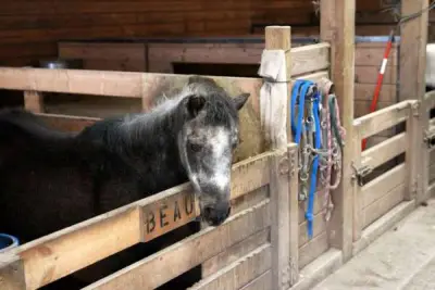 Eviction suit added to dispute between Kane County horse rescue and landlords